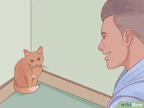 Приручить дикого котенка Шаг 10