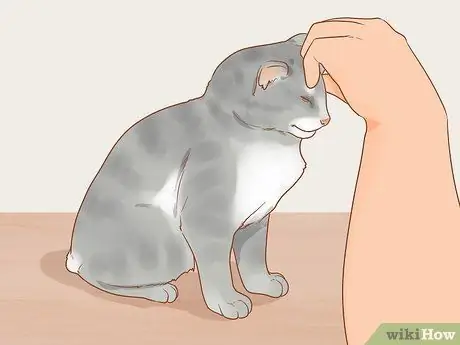 Приручить дикого котенка Шаг 11