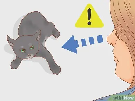 Приручить одичавшего котенка Шаг 12