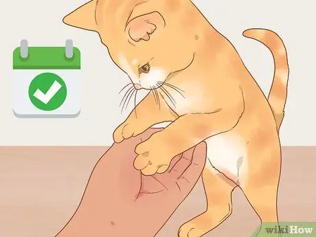 Приручить дикого котенка Шаг 13