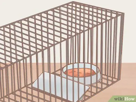 Приручить дикого котенка шаг 2