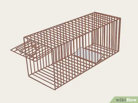 Приручить одичавшего котенка шаг 3