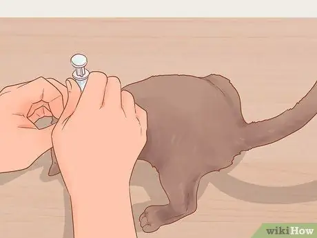 Приручить дикого котенка Шаг 5