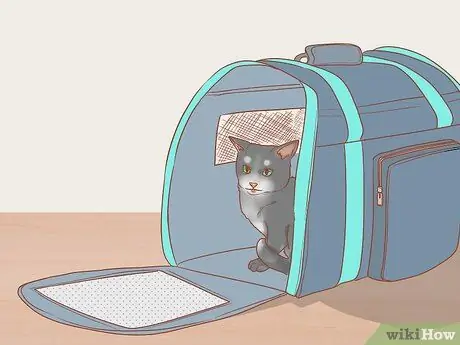 Приручить дикого котенка Шаг 6