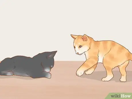 Приручить дикого котенка Шаг 8