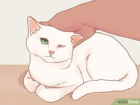 Приручить дикого котенка Шаг 9