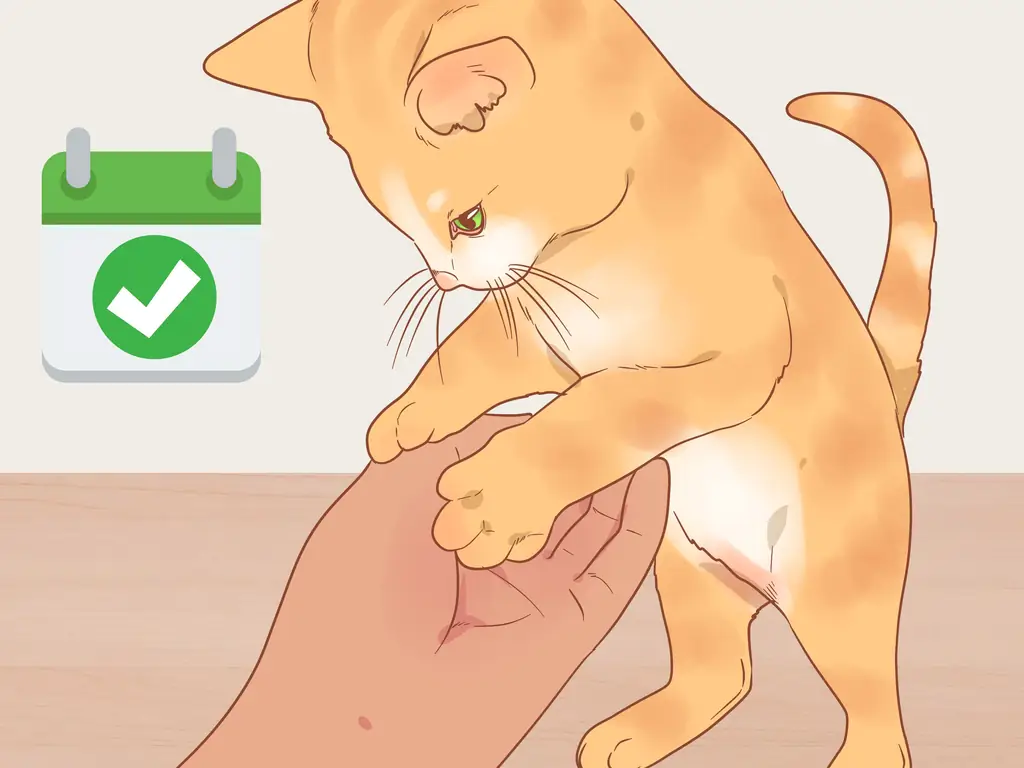 3 способа приручить дикого котенка