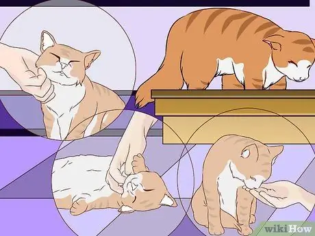 Приучите уличную кошку пользоваться туалетным лотком Шаг 10