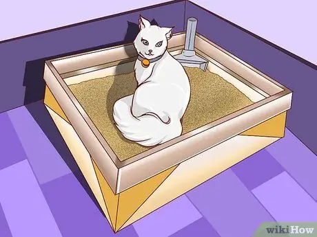 Приучите уличную кошку пользоваться туалетным лотком Шаг 2