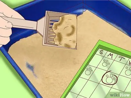 Приучите уличную кошку пользоваться туалетным лотком Шаг 7