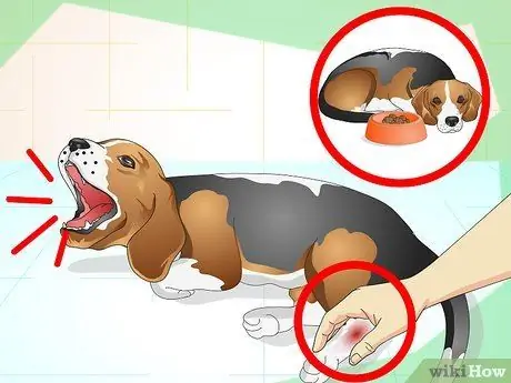 Вылечить растяжение лодыжки у собаки Шаг 5