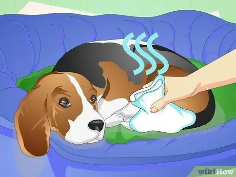 Вылечить растяжение лодыжки у собаки Шаг 7
