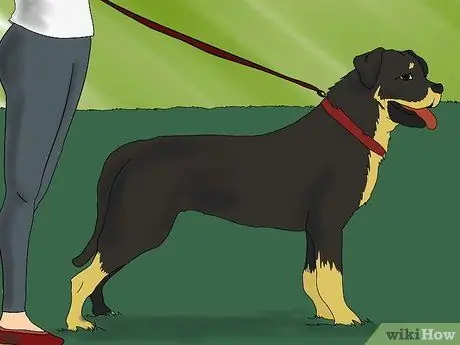 Связь с собакой Шаг 6