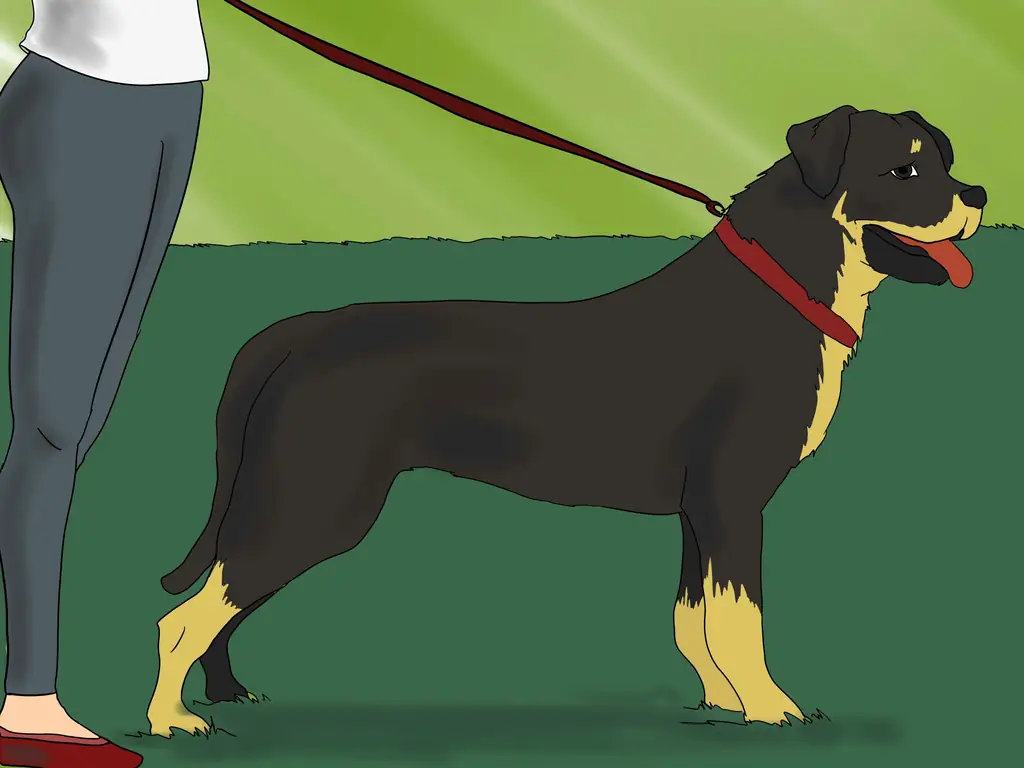 Как взять с собой питомца в поездку на Lyft: 7 шагов (с иллюстрациями)