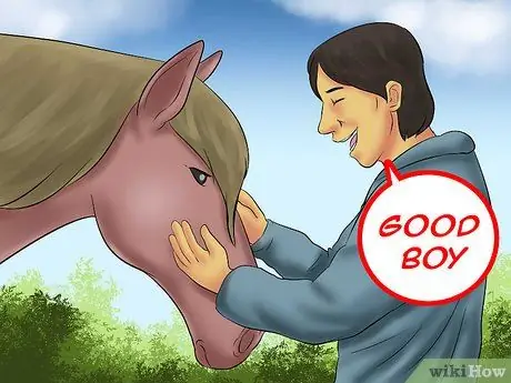 Загрузка лошади в трейлер Шаг 12