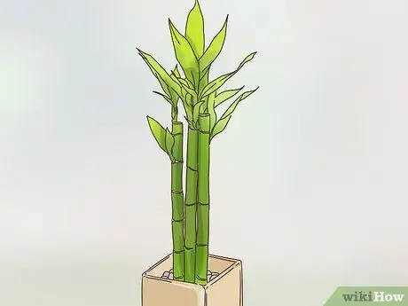 Будьте богемным Шаг 16