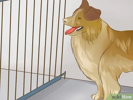 Обеспечьте безопасность пожилых людей в окружении активных собак Шаг 5