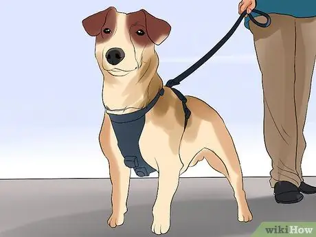 Обеспечьте безопасность пожилых людей в окружении активных собак Шаг 6