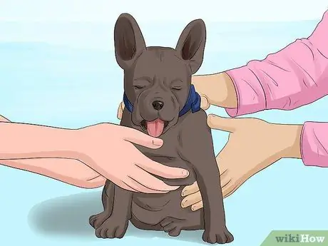 Решите, кому достанется домашнее животное, при разводе, шаг 2