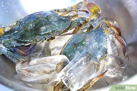 Варить синего краба, шаг 3