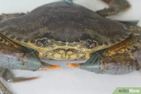 Чистый краб, шаг 1