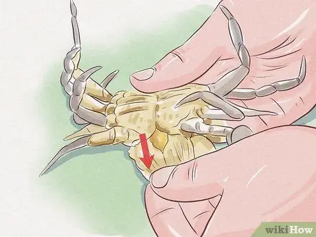 Очистить синего краба, шаг 3