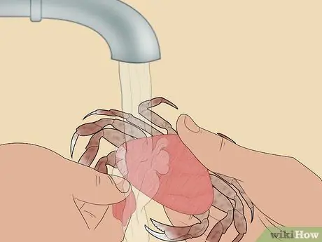 Съешьте краба Dungeness Шаг 10