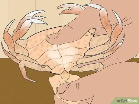 Съешьте краба Дандженесс Шаг 8