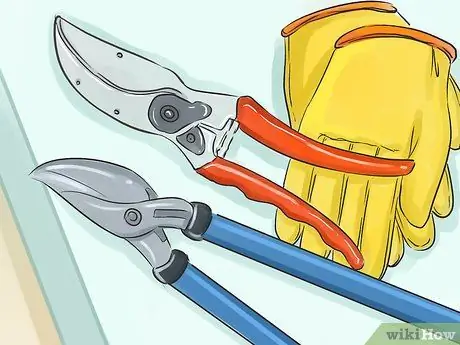 Обрезка красной смородины Шаг 1