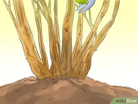 Чернослив красная смородина Шаг 10