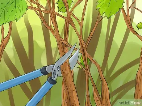 Обрезка красной смородины Шаг 2