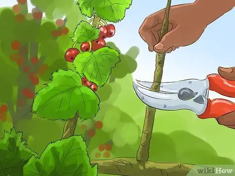 Обрезка красной смородины Шаг 3