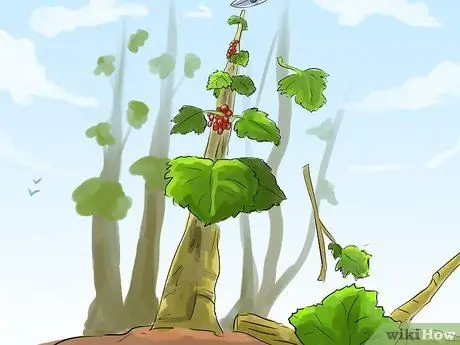 Чернослив красная смородина Шаг 5