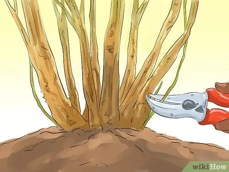 Чернослив красная смородина Шаг 6