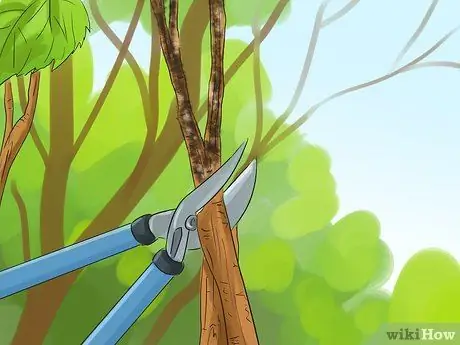 Чернослив красная смородина Шаг 7