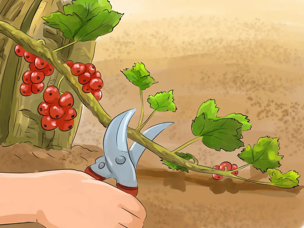 Как обрезать красную смородину: 11 шагов (с иллюстрациями)