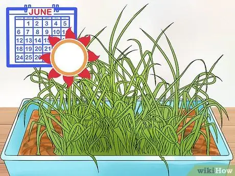 Нарезать чесночные дольки, шаг 1