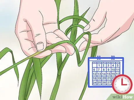 Нарезать чесночные дольки, шаг 2