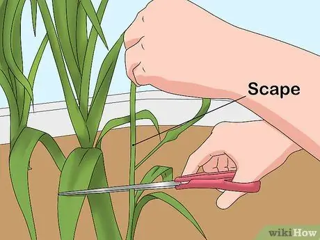 Нарезать чесночные дольки Шаг 3