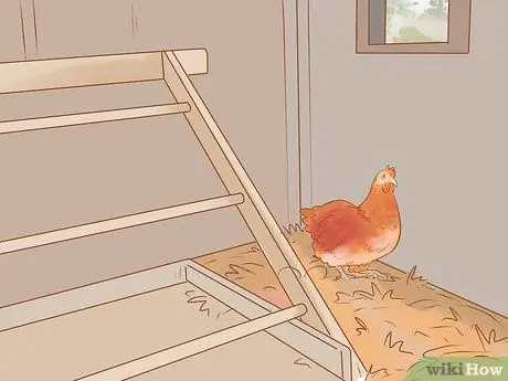 Найдите место, где курица откладывает яйца Шаг 10