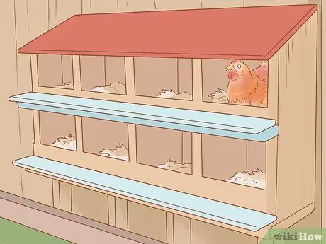 Найдите место, где курица откладывает яйца Шаг 12