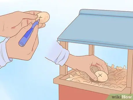 Найдите место, где курица откладывает яйца Шаг 15