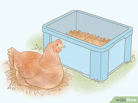 Найдите место, где курица откладывает яйца Шаг 17