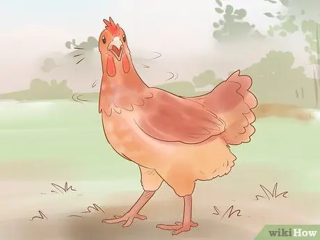 Найдите место, где курица откладывает яйца, шаг 2