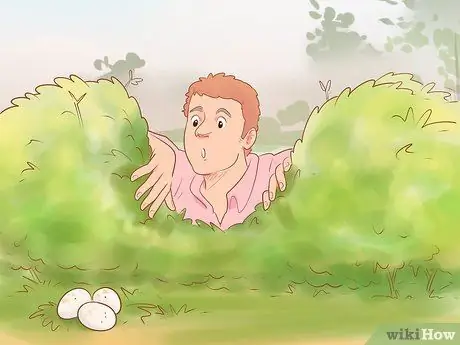 Найдите место, где курица откладывает яйца Шаг 5