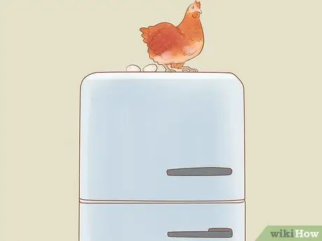 Найдите место, где курица откладывает яйца Шаг 7