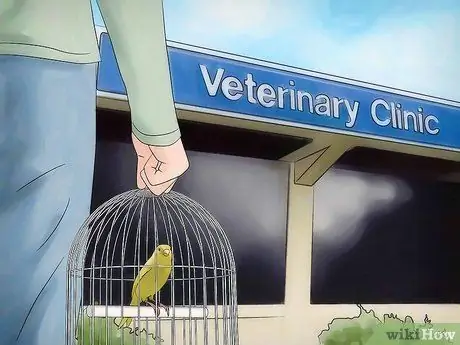 Лечить кровавого клеща у канареек Шаг 1