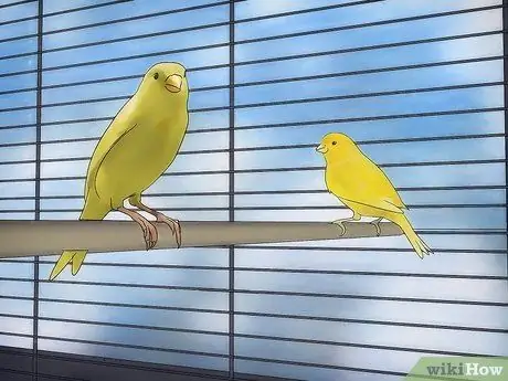 Лечить кровавого клеща на канарейках Шаг 10