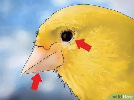 Лечить кровавого клеща на канарейках Шаг 11