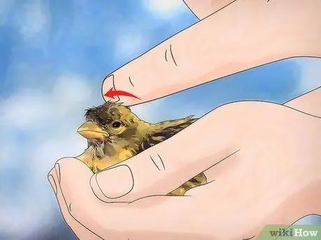 Лечить кровавого клеща на канарейках Шаг 12